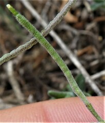Malcolmia ramosissima