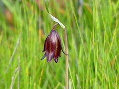 Fritillaria biflora
