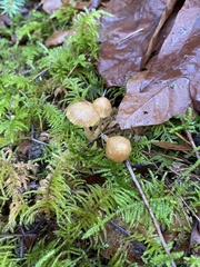 Collybiopsis peronata