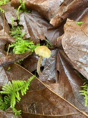 Collybiopsis peronata
