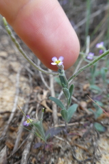 Malcolmia ramosissima