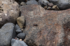 Maoricicada campbelli