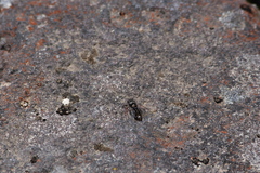 Maoricicada campbelli