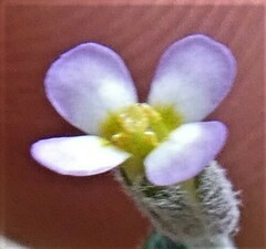 Malcolmia ramosissima