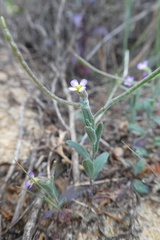 Malcolmia ramosissima