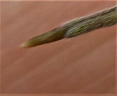 Malcolmia ramosissima