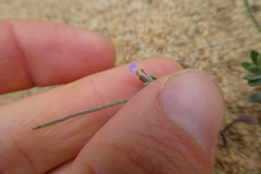 Malcolmia ramosissima