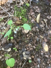 Cardamine californica