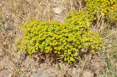 Euphorbia macroclada