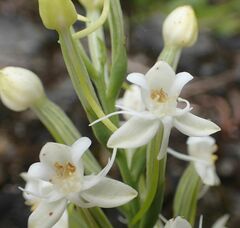 Habenaria monorrhiza