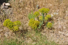 Euphorbia macroclada