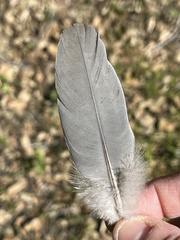 Patagioenas fasciata