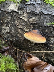 Fomitopsis pinicola