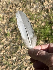 Patagioenas fasciata