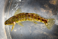 Etheostoma zonale
