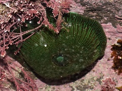 Actinia equina