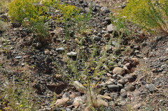 Cleome ornithopodioides