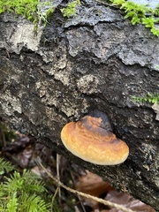 Fomitopsis pinicola