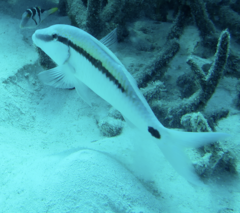 Parupeneus barberinus