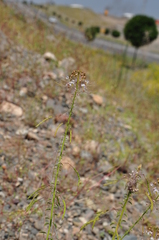 Cleome ornithopodioides