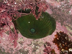 Actinia equina