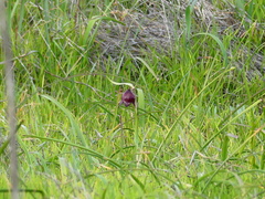 Fritillaria biflora
