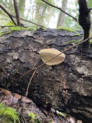 Fomitopsis pinicola