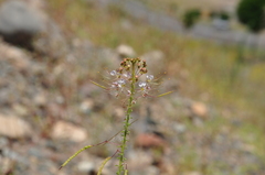 Cleome ornithopodioides
