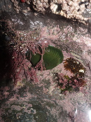 Actinia equina