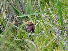 Fritillaria biflora