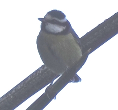 Cyanistes teneriffae teneriffae