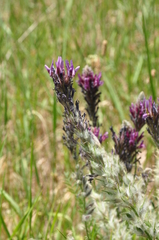 Astragalus