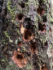 Dryocopus