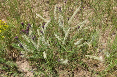 Astragalus
