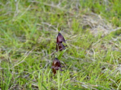 Fritillaria biflora