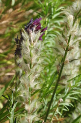 Astragalus