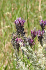 Astragalus