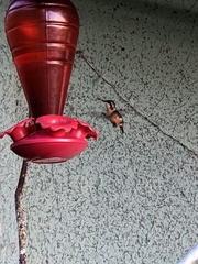 Chaetocercus astreans