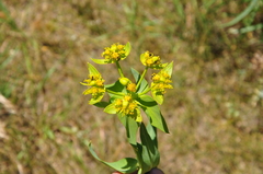 Euphorbia heteradena