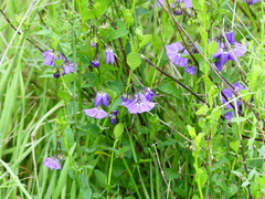 Solanum parishii
