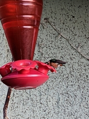 Chaetocercus astreans