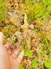 Eupatorium perfoliatum