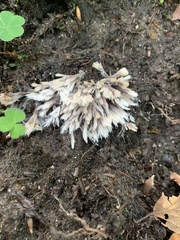 Thelephora penicillata