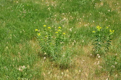 Euphorbia heteradena
