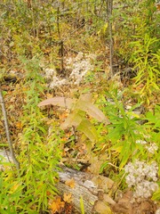 Eupatorium perfoliatum