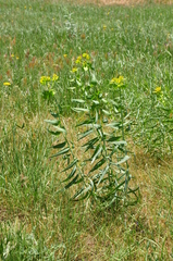 Euphorbia heteradena