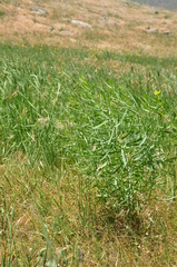 Euphorbia heteradena