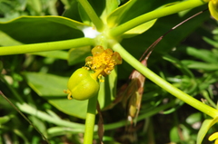 Euphorbia heteradena