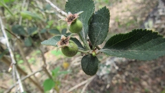 Crataegus rosei
