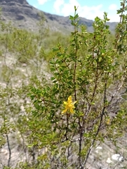 Larrea cuneifolia